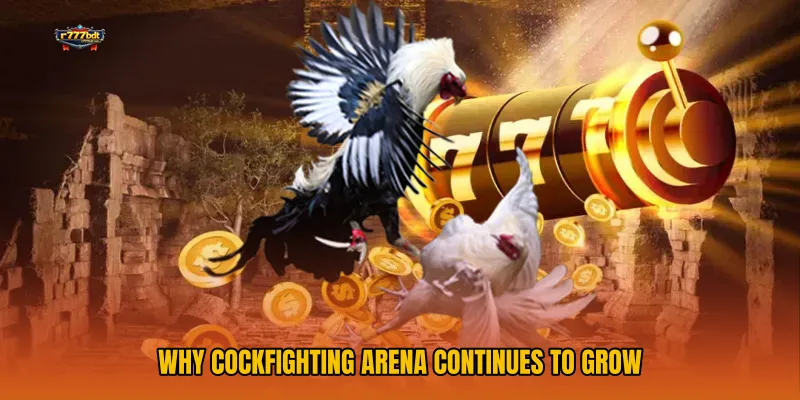 Why Cockfighting Arena Continues to Grow